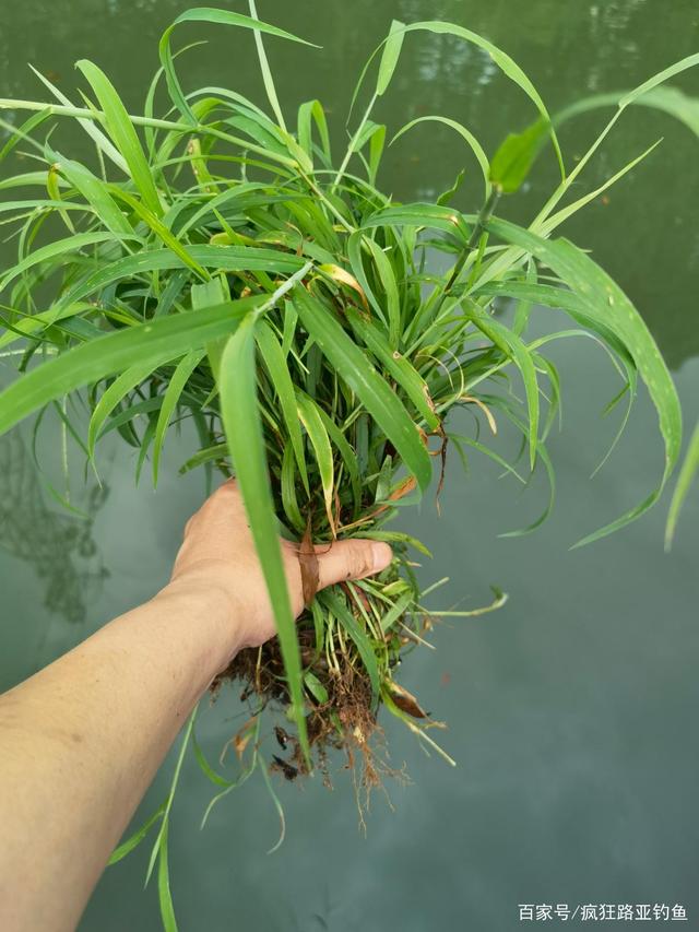 最新浮力草草，引领你感受时尚潮流的无限魅力！