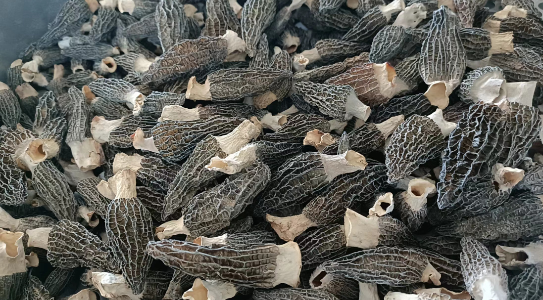 羊肚菌最新价格揭秘🍄