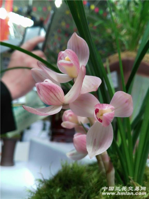2017兰花粉荷最新价格概览