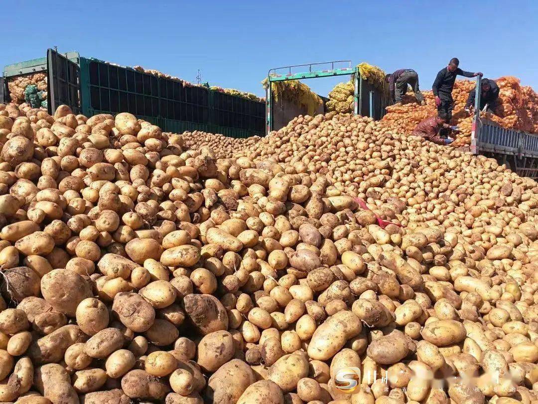内蒙土豆最新价格行情及趋势分析🌱🥔
