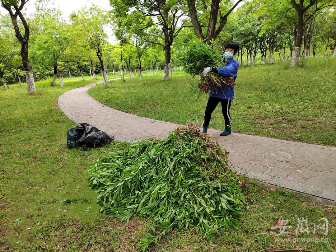 城中园林最新公告，绿意盎然中的励志之旅启幕