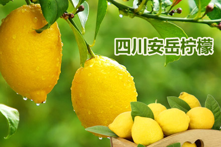 安岳柠檬最新行情，自信与成就感的源泉