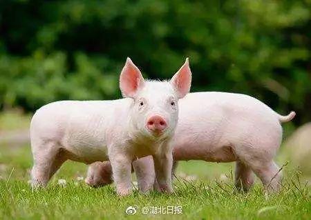 非洲疫情最新情况及步骤指南概述
