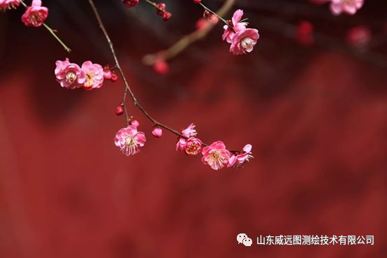 国际梅花协会启程探索自然美景，寻找内心宁静与平和之旅