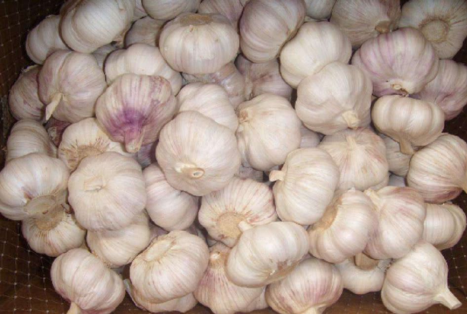 2017年大蒜价格走势分析，最新蒜价探讨
