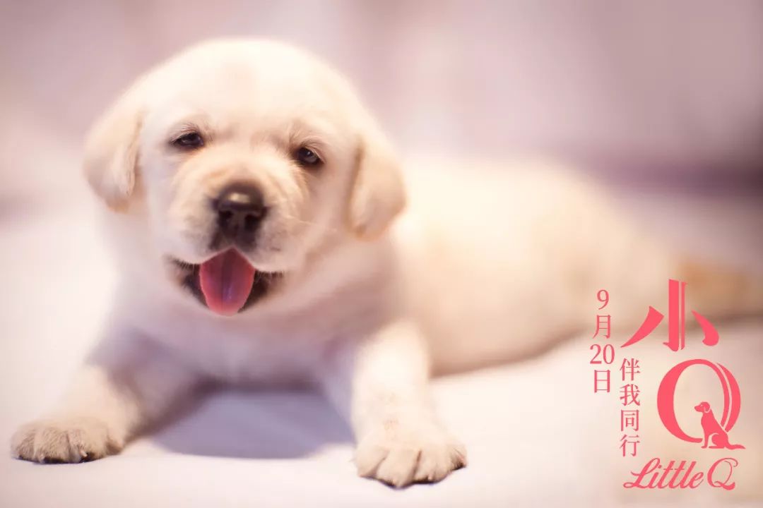 谢哥博客更新，爱与陪伴的温馨日常故事